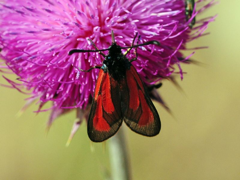 dubbio su Zigenidi ???